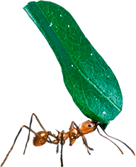 Mighty Ant Lifting a Leaf